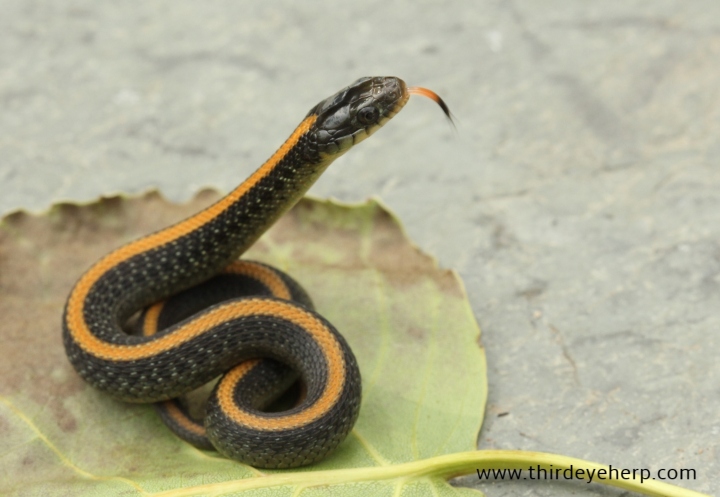 Santa Cruz Garter Snake